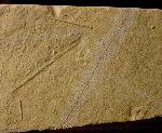 Polycidaris nusplingensis GRAWE-BAUMEISTER et al. 2000 - Bild © FossNet FossilienStore